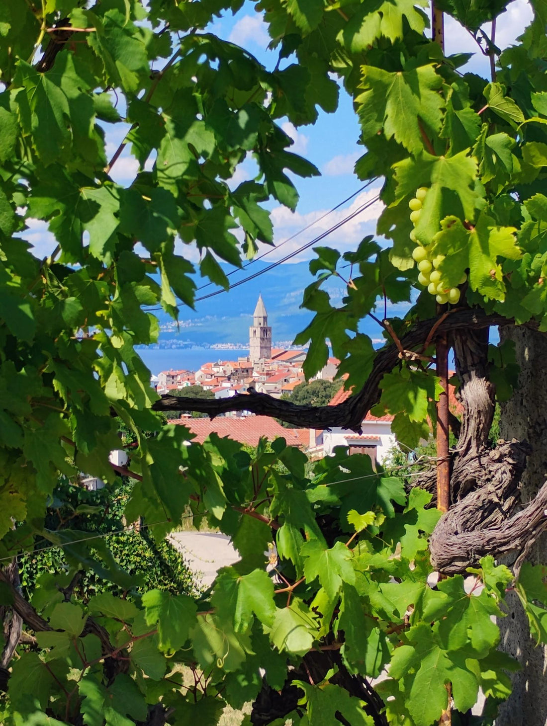 Nyhedsbrev sep. 2024 om kroatiske vine