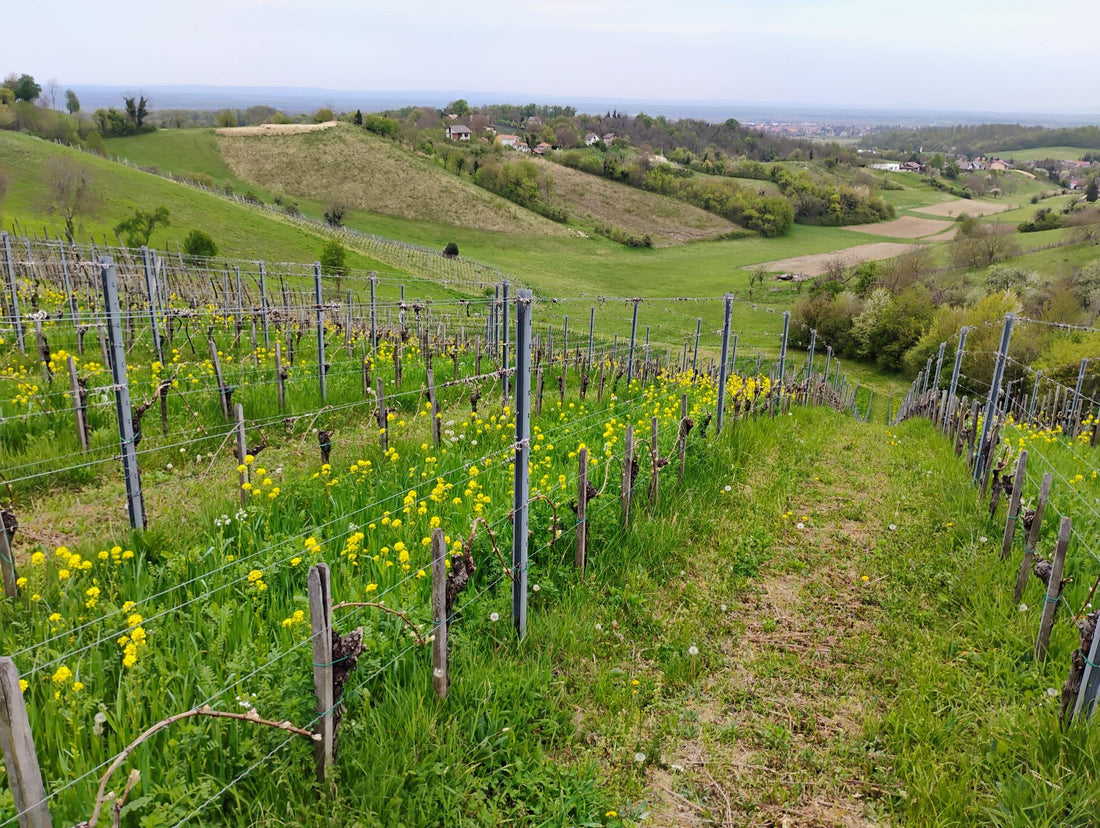 Nyhedsberv juni 2025 om kroatiske vine